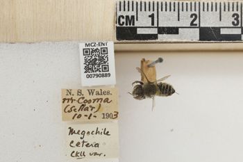 Media type: image;   Entomology 790889 Aspect: Labels